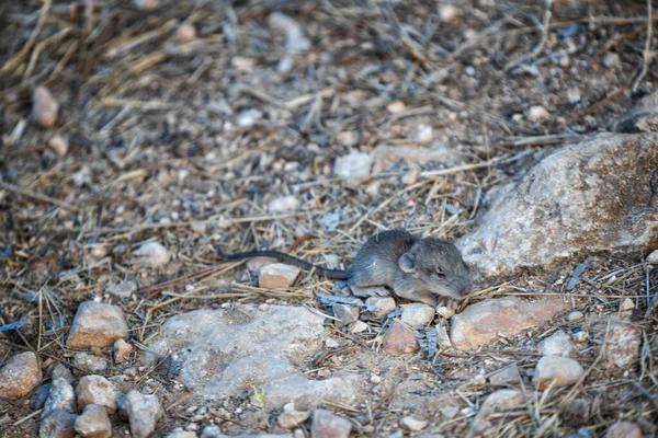 Petit Rat Brun Sur Terrain Rocheux — Photo