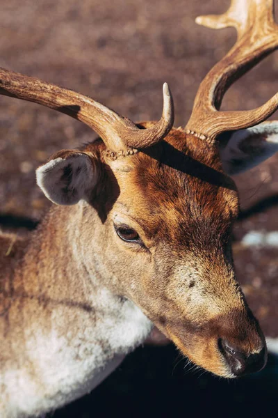 Vertikal Närbild Ett Hjorthuvud Med Solljus — Stockfoto