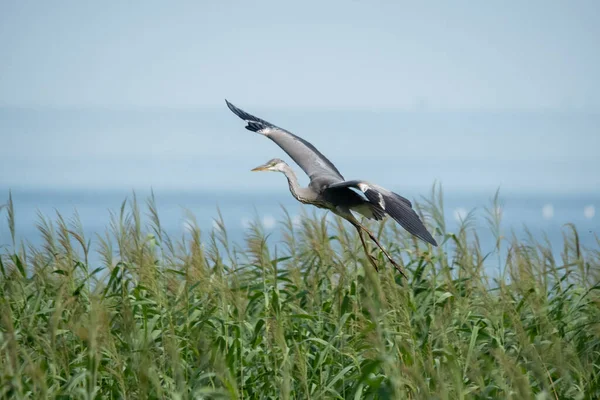 Una Hermosa Toma Una Garza Gris Despegando Pastizal Verde Durante — Foto de Stock