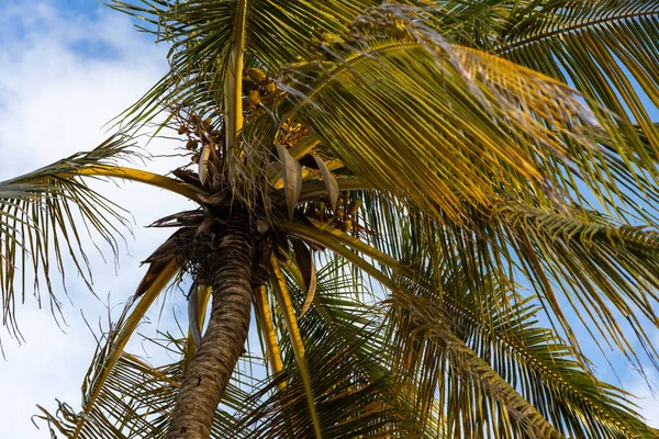 Низкий Угол Съемки Красивой Пальмы Уортинг Бич Против Облачного Неба — стоковое фото