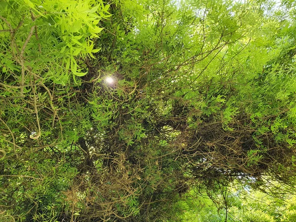 Ogromne Drzewo Środku Lasu — Zdjęcie stockowe