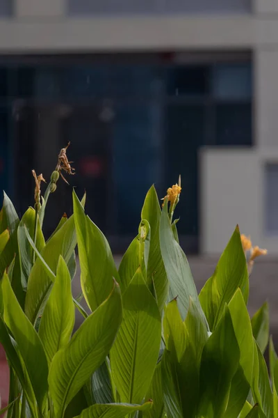 Tiro Seletivo Foco Das Plantas Flowering Ascensão Que Crescem Potenciômetro — Fotografia de Stock