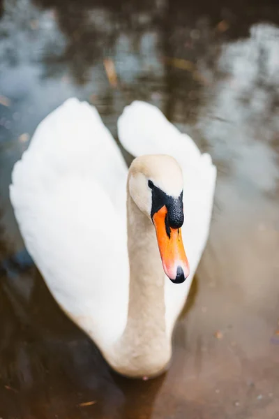 Gros Plan Vertical Beau Cygne Blanc Nageant Dans Une Eau — Photo