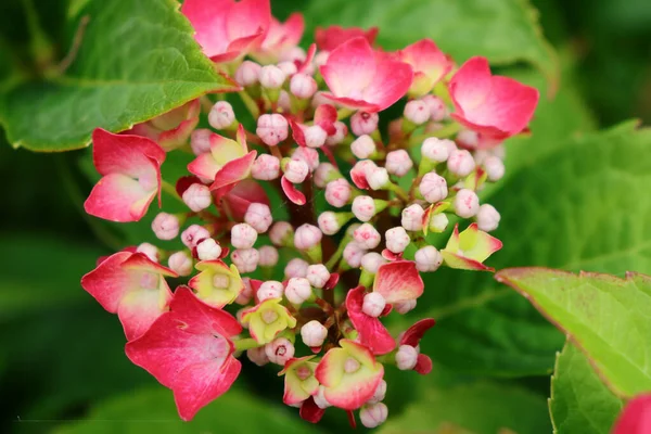 Close Hydrangea Macrophylla Cercado Por Folhas Verdes Foco Selecionado — Fotografia de Stock