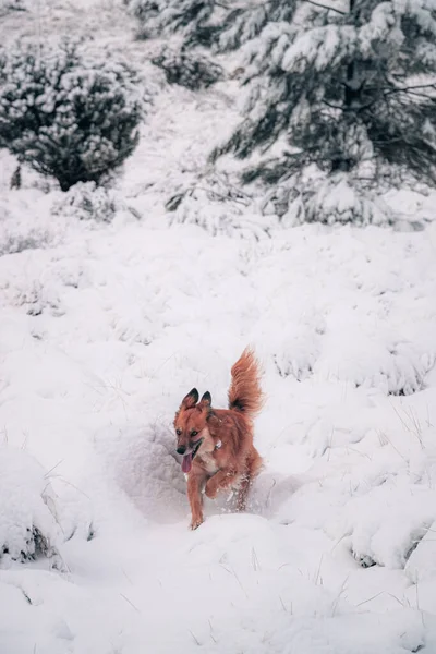 Uma Bela Foto Cão Harzer Fuchs Correndo Escalando Falésias Neve — Fotografia de Stock