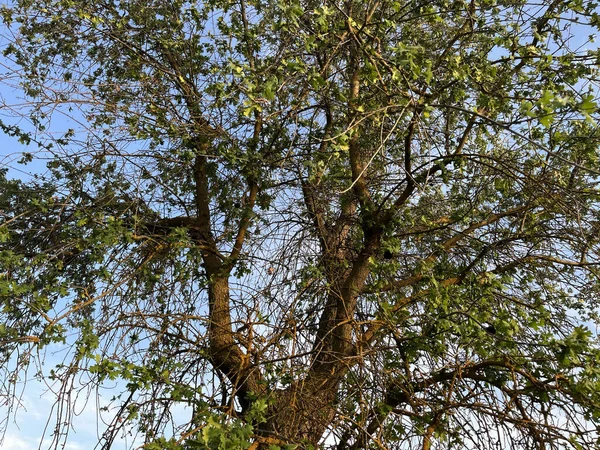 Spodní Záběr Jarního Stromu Pozadí Oblohy — Stock fotografie