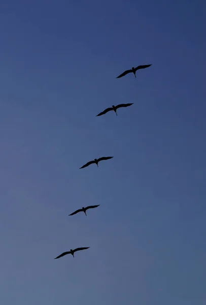 Μια Χαμηλή Γωνία Ενός Σμήνους Πουλιών Που Πετούν Στον Γαλάζιο — Φωτογραφία Αρχείου