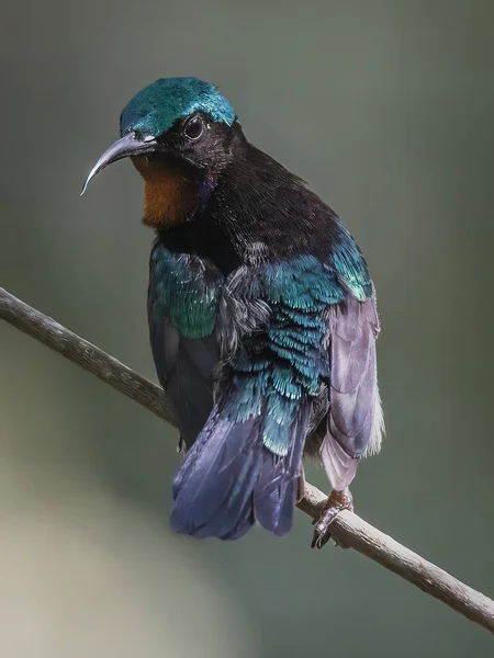 Płytkie Ujęcie Ogniskowego Miedzianego Ptaka Stojącego Gałązce Drzewa Rozmytym Tłem — Zdjęcie stockowe