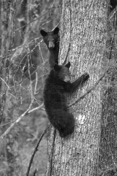 Uno Scatto Verticale Scala Grigi Due Cuccioli Orso Che Arrampicano — Foto Stock