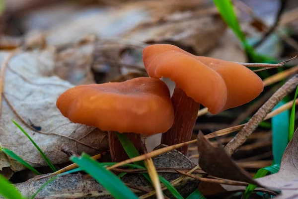 Die Kleinen Pilze Unter Dem Moos Wald — Stockfoto