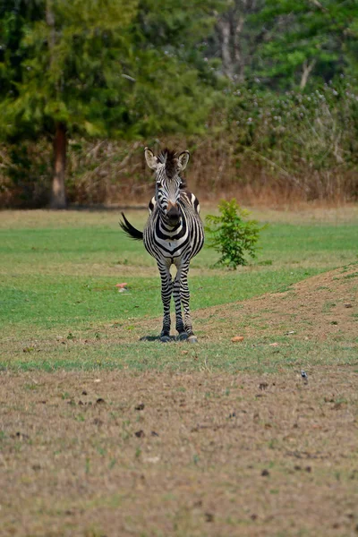 在非洲赞比亚卢萨卡市附近的帕佐里公园 一只斑马的垂直镜头 — 图库照片