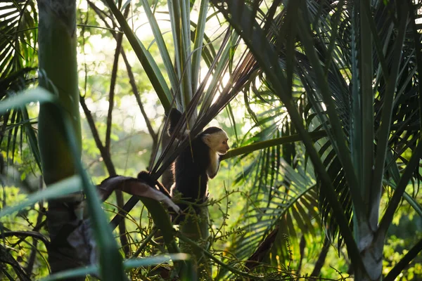 Selektivní Snímek Kapucínské Opice Stromě — Stock fotografie
