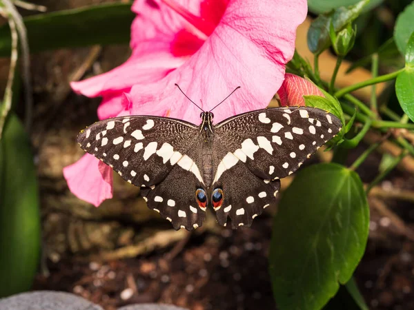 Nahaufnahme Eines Schwarzen Schmetterlings Auf Einem Rosa Hibiskus — Stockfoto