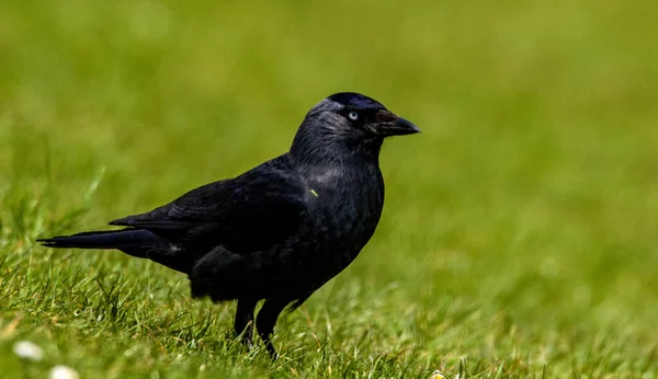 Över Svart Kråka Med Ett Blått Öga Uppe Det Gröna — Stockfoto