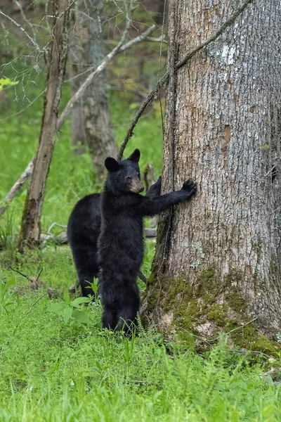 Pionowe Zbliżenie Czarnego Niedźwiedzia Próbującego Wspiąć Się Drzewo Lesie — Zdjęcie stockowe