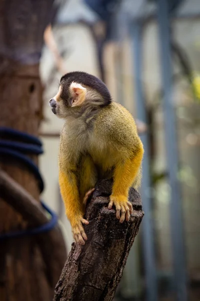Vertical Shot Squirrel Monkey Tree Brench — Stock Photo, Image