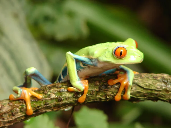 A closeup shot of a cute frog on a branch