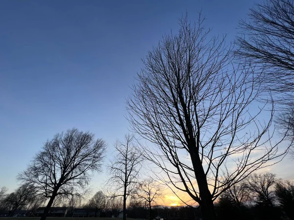 Silhouette Low Angle Sky Leafless Trees Sunset — Stock Photo, Image