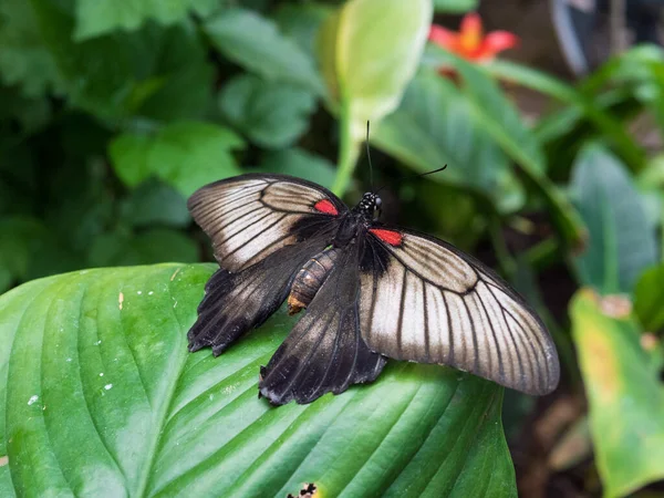 一只美丽的大摩门教蝴蝶在绿叶上的特写镜头 — 图库照片