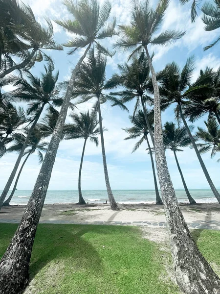 Cairns Tropik Kuzey Queensland Daki Palm Cove Dikey Bir Palmiye — Stok fotoğraf