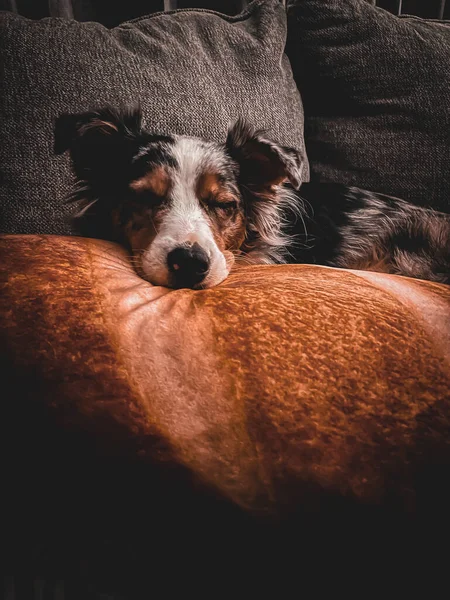 Eine Vertikale Aufnahme Eines Niedlichen Australian Shepherd Hundes Der Auf — Stockfoto