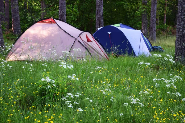 Een Close Van Twee Tentenkampen Het Bos Rechtenvrije Stockafbeeldingen