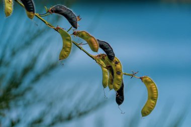 Bulanık arka planda ağaçta büyüyen bezelyelerin yakın plan çekimi.