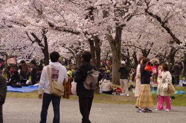 Kiraz çiçeği mevsimi ve geleneksel Japon Kiraz Çiçeği Festivali