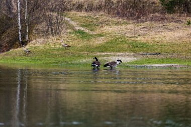 Göl kıyısındaki bir Kanada kaz sürüsü. Yüzeyinde ağaçların yansıması var.