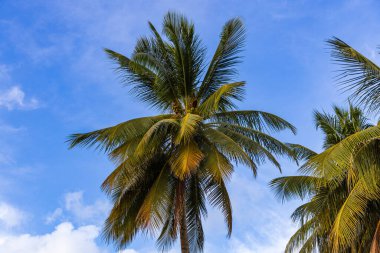 Worthing, Barbados 'taki Worthing Sahili' ndeki palmiye ağaçlarının alçak açılı görüntüsü.