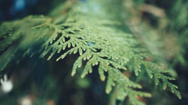 Köknar ağacının bulanık bir arkaplanda bıraktığı makro görüntüsü