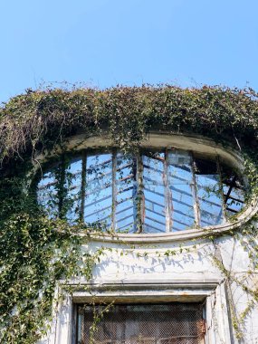 Harap olmuş bir binanın, aşırı büyümüş çalıları olan penceresinin dikey görüntüsü.