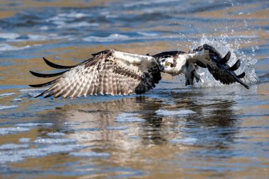 Sudaki bir kuşun yakın çekimi.