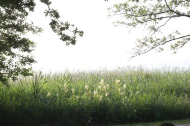 İsveç, Vaxjo 'da sisli bir sabah