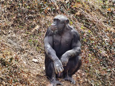 Yalnız bir şempanze kuru bir arazide oturuyor ve sola bakıyor.