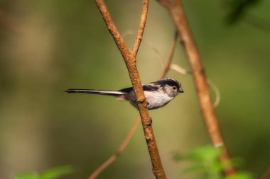 Bracnh 'daki küçük gri kuşun yakın plan çekimi.