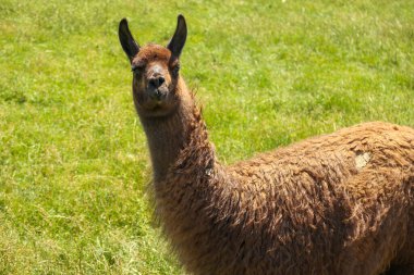 Hayvanat bahçesi ya da safari parkındaki yeşil çimlerin arka planında güzel kahverengi bir lama.