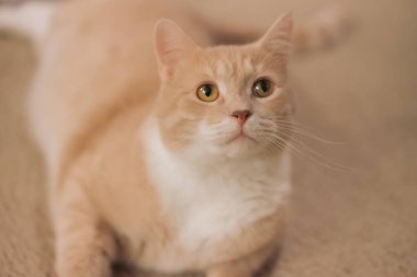 Sevimli bir bej ev kedisi halıda yatıyor..