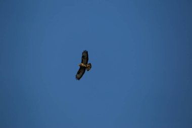 Yalnız bir akbabanın (buteo buteo) mavi gökyüzünde uçan vahşi bir kuşun alçak açılı görüntüsü.