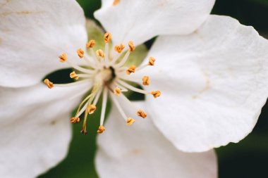 Beyaz elma ağacı çiçeğinin yakın çekimi.