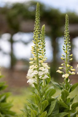 Tarlada açan güzel çan çiçeklerinin dikey görüntüsü.