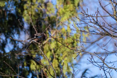 Bir ağacın dallarının ve bir alakarga kuşunun yakın planda çekilmiş görüntüsü.
