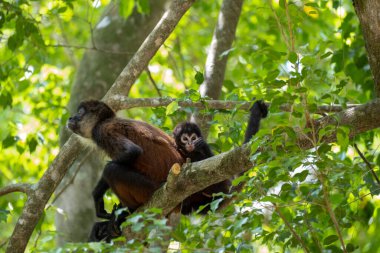 Güneşli bir günde, ormandaki büyük bir ağaç dalında oturan iki maymunun güzel bir fotoğrafı.