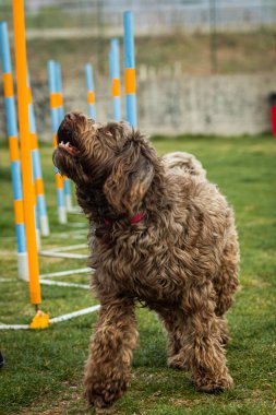 Parktaki sevimli labradorun seçici bir resmi.