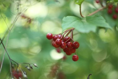 Guelder-rose (Viburnum opulus) üzümlerinin seçici odak hareketi bulanık görüntüsü