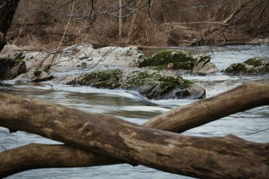 Ormandaki güzel bir nehir manzarası.
