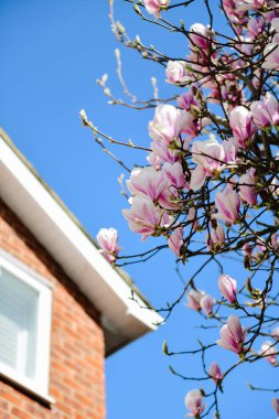Mavi gökyüzüne karşı seçici bir manolya çiçeği