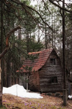 Gündüz vakti uzun yeşil yapraklı ağaçlarla çevrili büyük bir kar yığınının yanında, ormanda terk edilmiş eski bir ahşap ev.