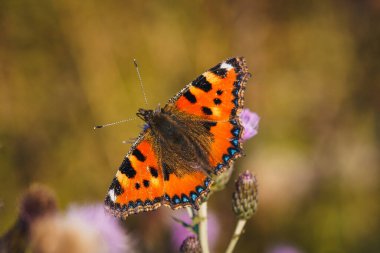Mor bir çiçekte bir kelebeğin yakın çekimi.