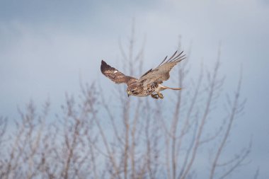 Toronto, Kanada 'da ormanda uçan bir Şahin Kartalı